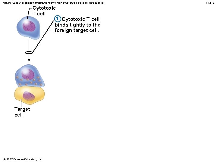 Figure 12. 18 A proposed mechanism by which cytotoxic T cells kill target cells.