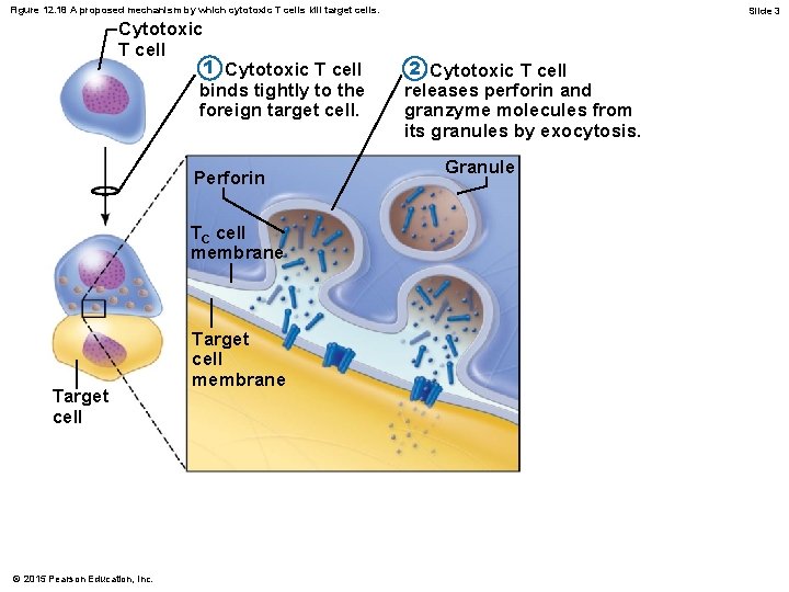 Figure 12. 18 A proposed mechanism by which cytotoxic T cells kill target cells.