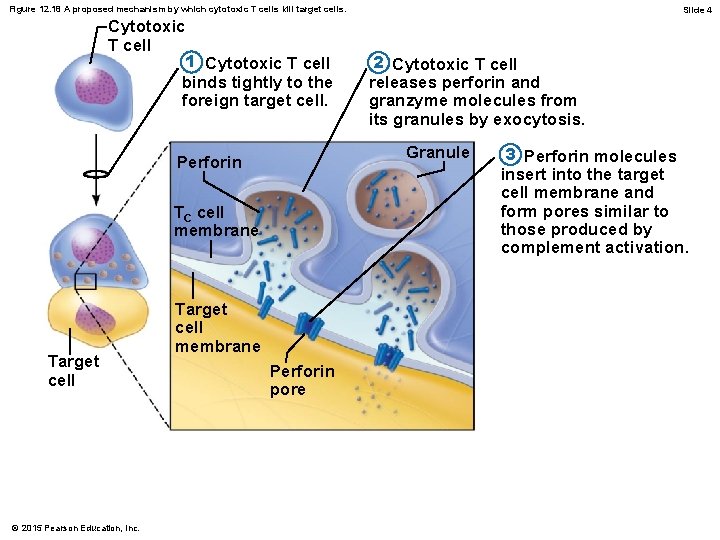 Figure 12. 18 A proposed mechanism by which cytotoxic T cells kill target cells.