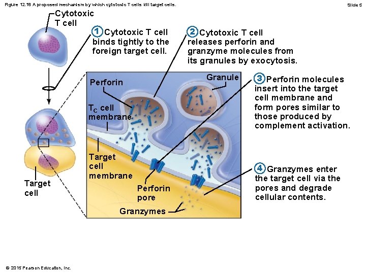 Figure 12. 18 A proposed mechanism by which cytotoxic T cells kill target cells.