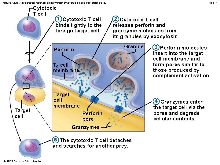 Figure 12. 18 A proposed mechanism by which cytotoxic T cells kill target cells.