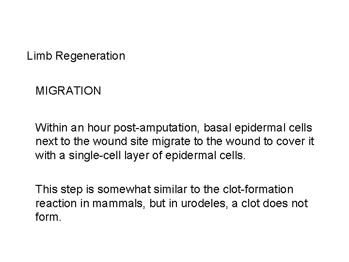 Limb Regeneration MIGRATION Within an hour post-amputation, basal epidermal cells next to the wound