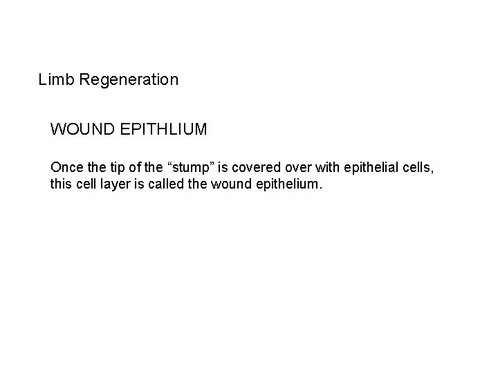 Limb Regeneration WOUND EPITHLIUM Once the tip of the “stump” is covered over with