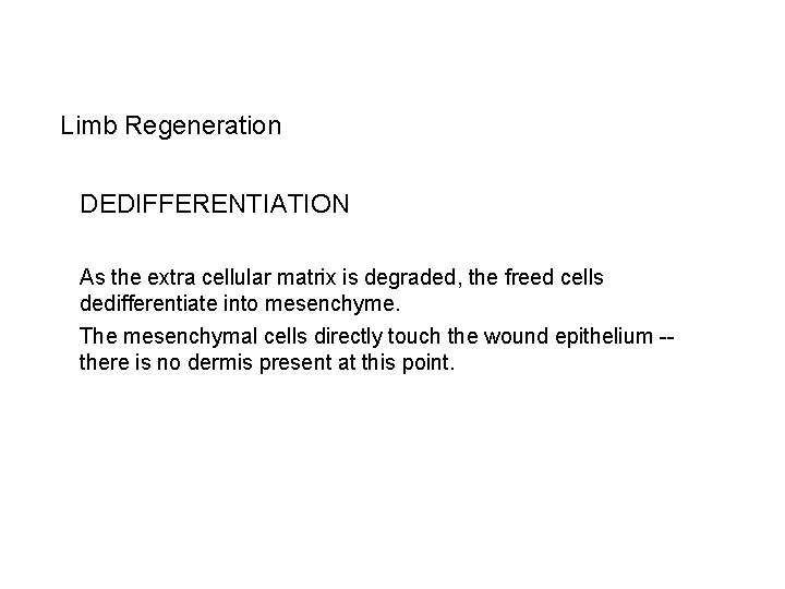 Limb Regeneration DEDIFFERENTIATION As the extra cellular matrix is degraded, the freed cells dedifferentiate