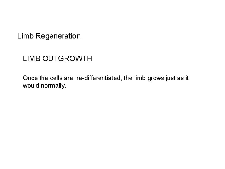 Limb Regeneration LIMB OUTGROWTH Once the cells are re-differentiated, the limb grows just as