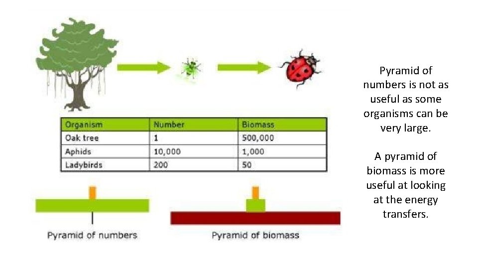 Pyramid of numbers is not as useful as some organisms can be very large.