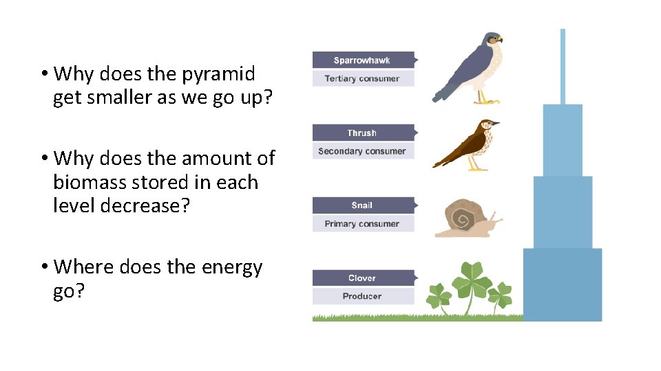  • Why does the pyramid get smaller as we go up? • Why