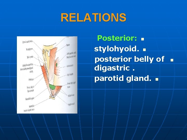 RELATIONS Posterior: n stylohyoid. n posterior belly of digastric. parotid gland. n n 