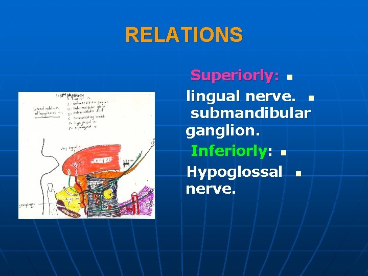 RELATIONS Superiorly: n lingual nerve. n submandibular ganglion. Inferiorly: n Hypoglossal n nerve. 