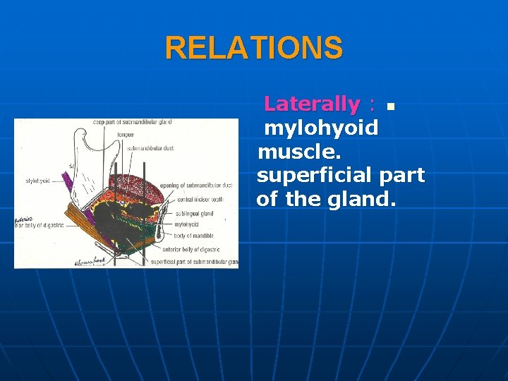 RELATIONS Laterally : n mylohyoid muscle. superficial part of the gland. 