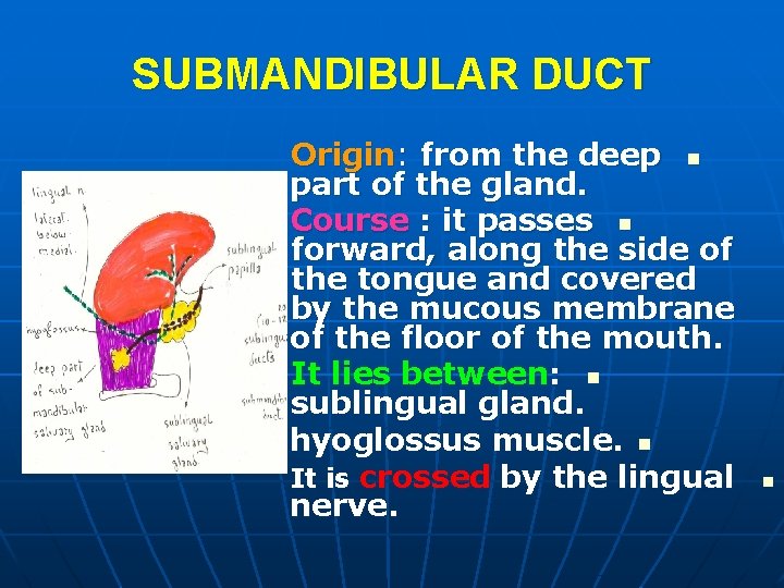 SUBMANDIBULAR DUCT Origin: from the deep n part of the gland. Course : it