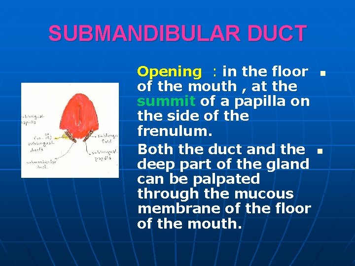 SUBMANDIBULAR DUCT Opening : in the floor of the mouth , at the summit
