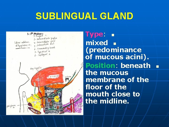 SUBLINGUAL GLAND Type: n mixed n (predominance of mucous acini). Position: beneath the mucous