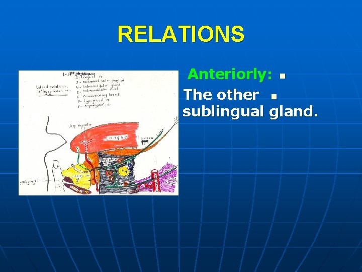 RELATIONS Anteriorly: n The other n sublingual gland. 