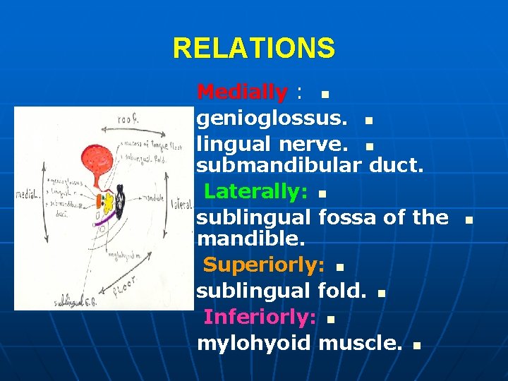 RELATIONS Medially : n genioglossus. n lingual nerve. n submandibular duct. Laterally: n sublingual