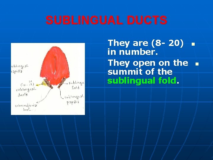 SUBLINGUAL DUCTS They are (8 - 20) in number. They open on the summit