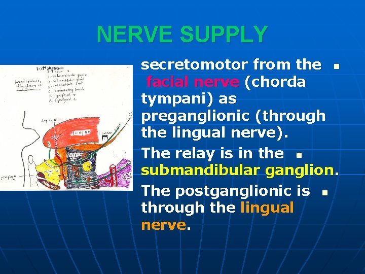 NERVE SUPPLY secretomotor from the n facial nerve (chorda tympani) as preganglionic (through the