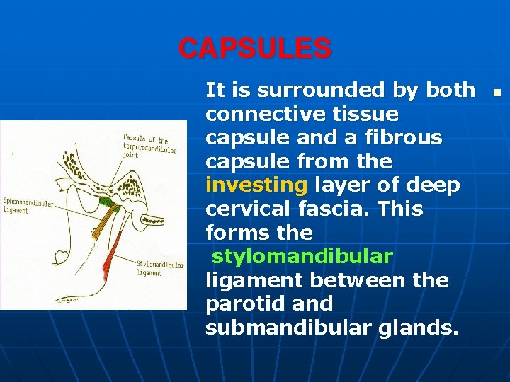 CAPSULES It is surrounded by both connective tissue capsule and a fibrous capsule from