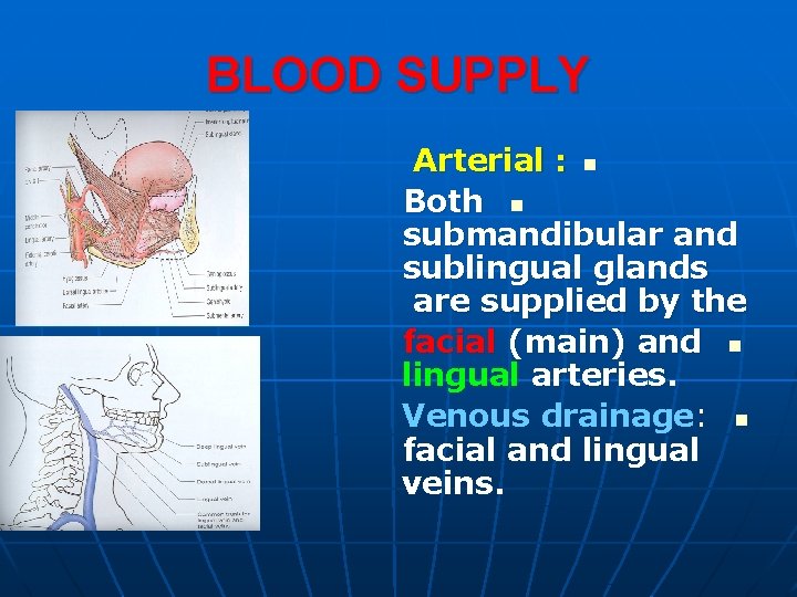 BLOOD SUPPLY Arterial : n Both n submandibular and sublingual glands are supplied by