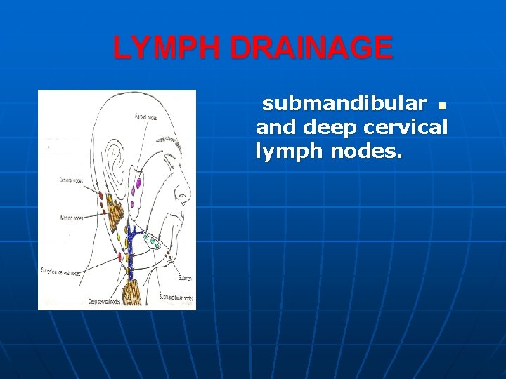 LYMPH DRAINAGE submandibular n and deep cervical lymph nodes. 