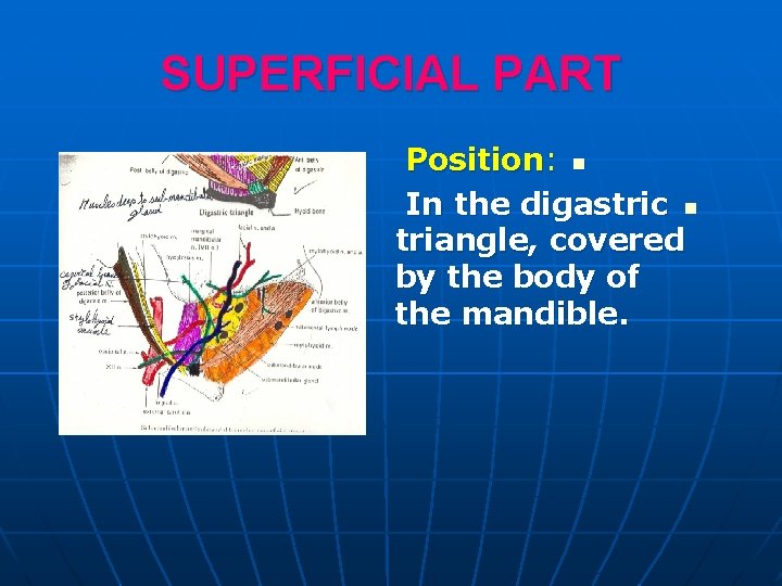 SUPERFICIAL PART Position: n In the digastric n triangle, covered by the body of