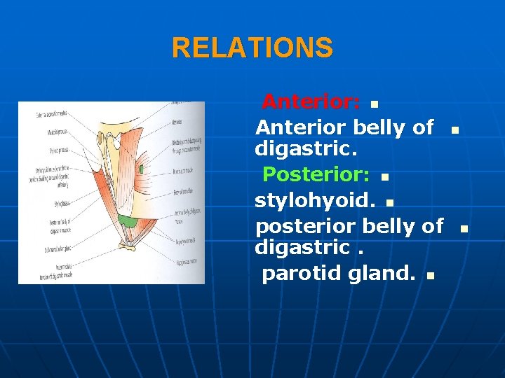 RELATIONS Anterior: n Anterior belly of digastric. Posterior: n stylohyoid. n posterior belly of