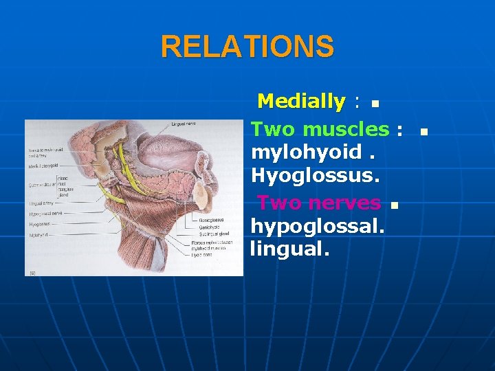 RELATIONS Medially : n Two muscles : mylohyoid. Hyoglossus. Two nerves n hypoglossal. lingual.