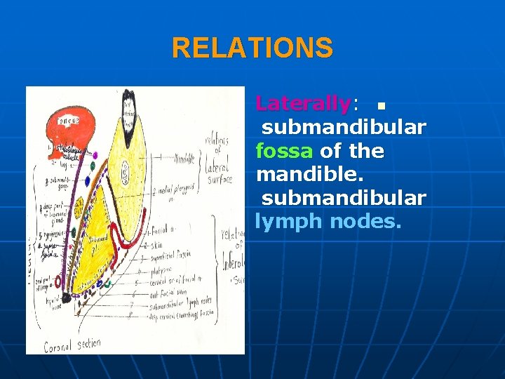 RELATIONS Laterally: n submandibular fossa of the mandible. submandibular lymph nodes. 