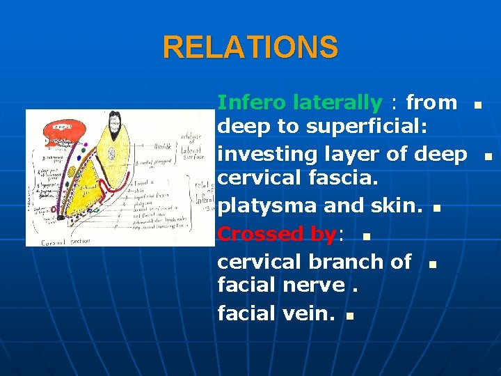 RELATIONS Infero laterally : from n deep to superficial: investing layer of deep n