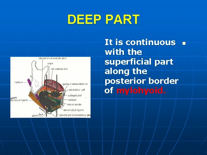 DEEP PART It is continuous with the superficial part along the posterior border of