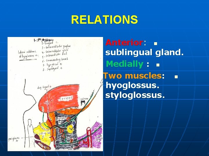 RELATIONS Anterior: n sublingual gland. Medially : n Two muscles: n hyoglossus. styloglossus. 