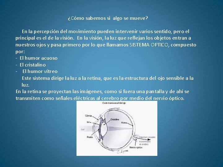 ¿Cómo sabemos si algo se mueve? En la percepción del movimiento pueden intervenir varios