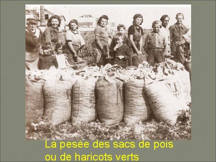 La pesée des sacs de pois ou de haricots verts 