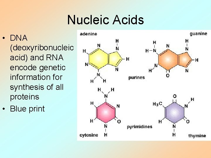 Nucleic Acids • DNA (deoxyribonucleic acid) and RNA encode genetic information for synthesis of