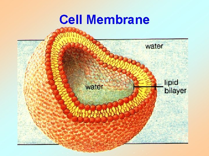Cell Membrane 