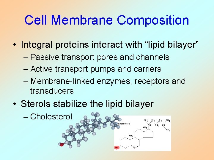 Cell Membrane Composition • Integral proteins interact with “lipid bilayer” – Passive transport pores