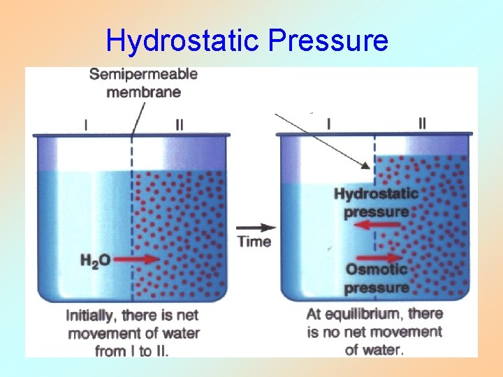 Hydrostatic Pressure 