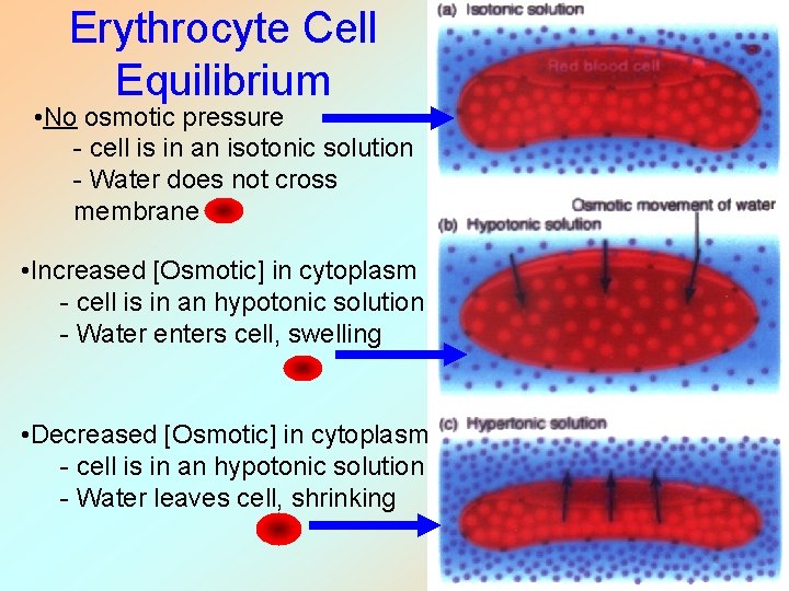 Erythrocyte Cell Equilibrium • No osmotic pressure - cell is in an isotonic solution
