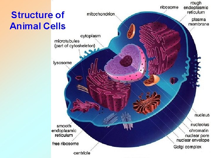 Structure of Animal Cells 