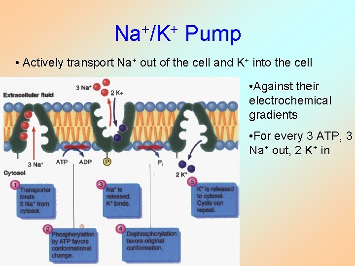 Na+/K+ Pump • Actively transport Na+ out of the cell and K+ into the