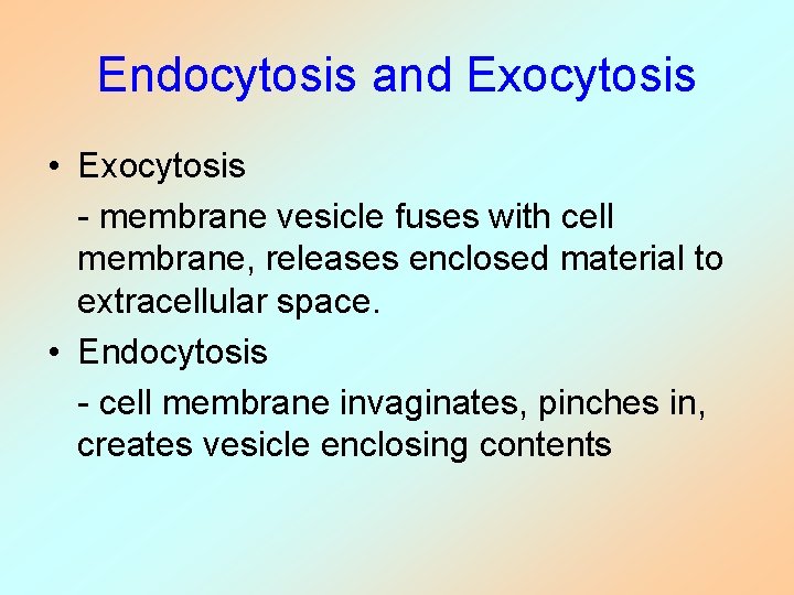 Endocytosis and Exocytosis • Exocytosis - membrane vesicle fuses with cell membrane, releases enclosed