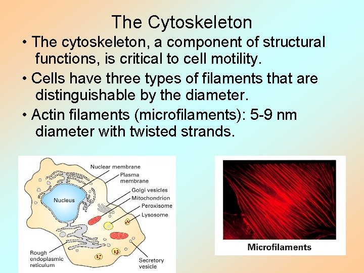 The Cytoskeleton • The cytoskeleton, a component of structural functions, is critical to cell