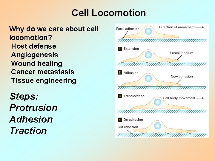 Cell Locomotion Why do we care about cell locomotion? Host defense Angiogenesis Wound healing