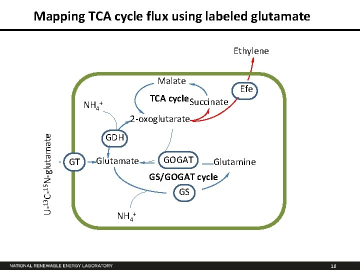 Mapping TCA cycle flux using labeled glutamate Ethylene Malate NH 4 TCA cycle Succinate