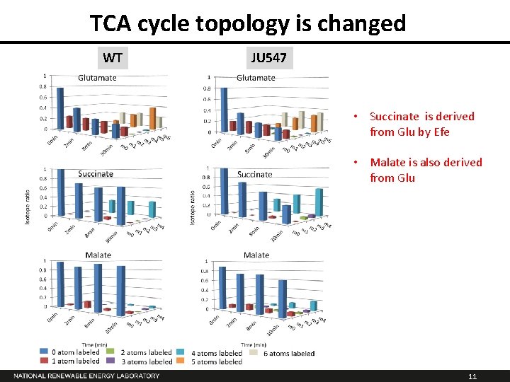 TCA cycle topology is changed WT JU 547 • Succinate is derived from Glu