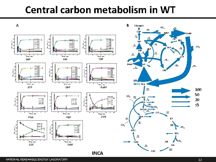 Central carbon metabolism in WT A B Glycogen CO 2 G 6 PD 24.