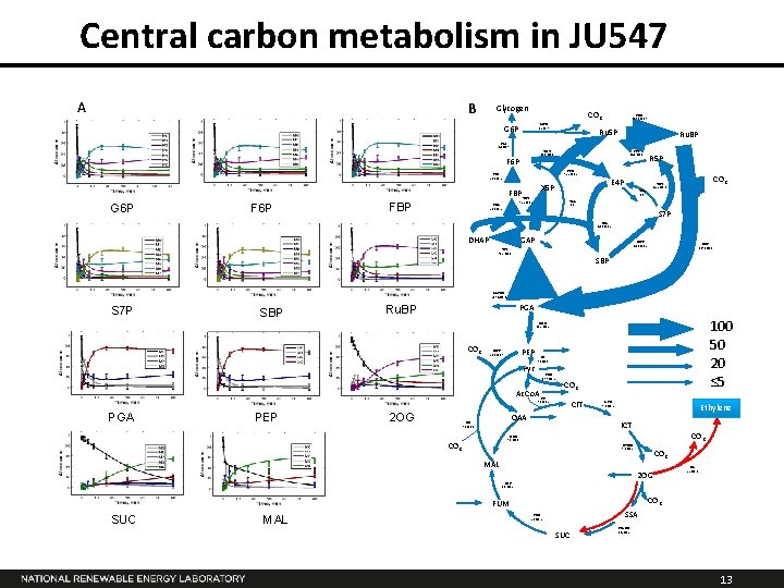 Central carbon metabolism in JU 547 A B Glycogen CO 2 G 6 PD