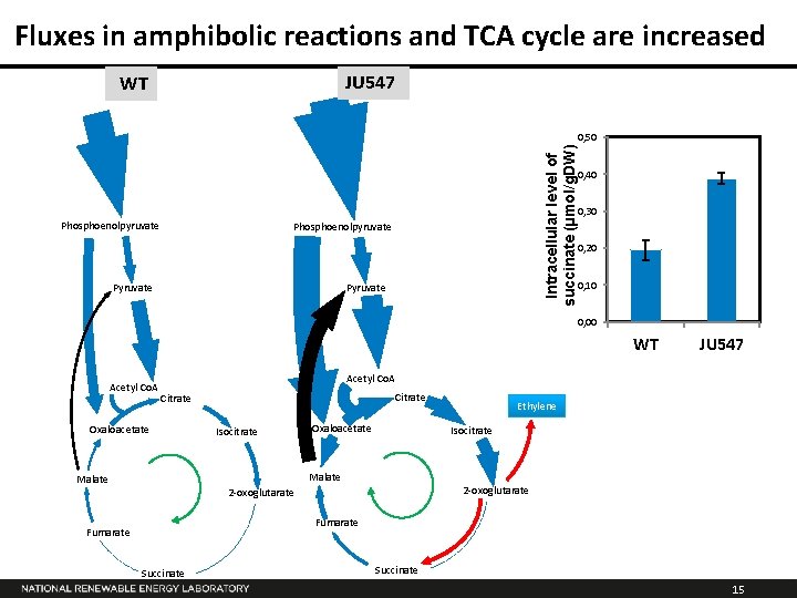 Fluxes in amphibolic reactions and TCA cycle are increased JU 547 WT Intracellular level