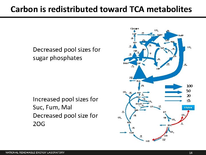 Carbon is redistributed toward TCA metabolites Glycogen CO 2 G 6 PD 1. 5±