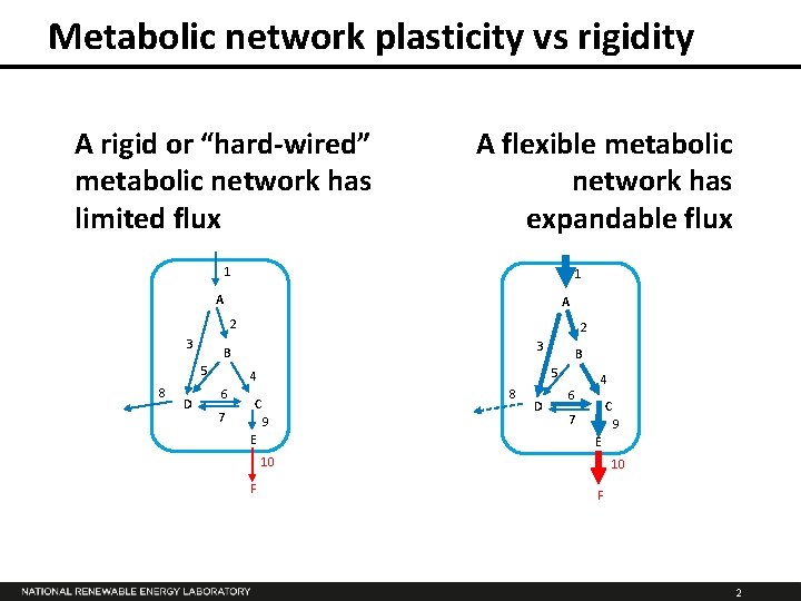 Metabolic network plasticity vs rigidity A rigid or “hard-wired” metabolic network has limited flux